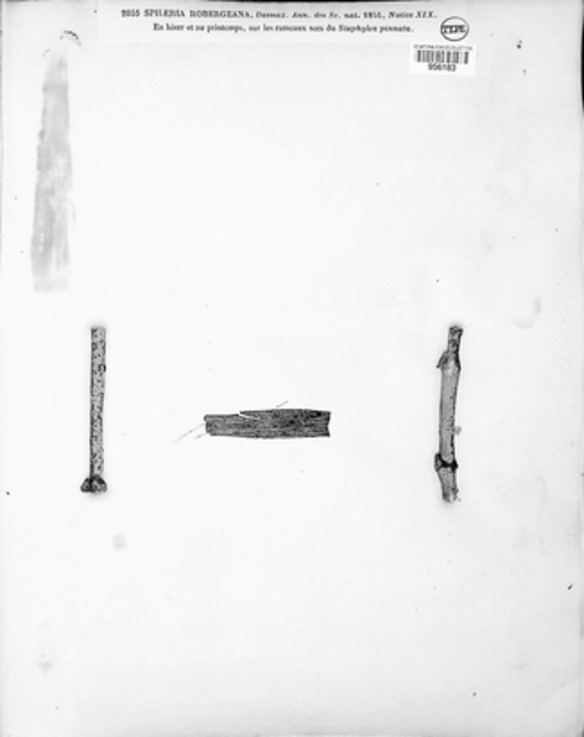 Plagiostoma robergeanum image